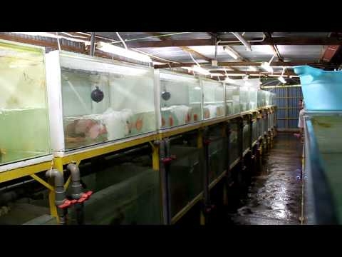 The Fastest Water Changing System (最快换水系统)