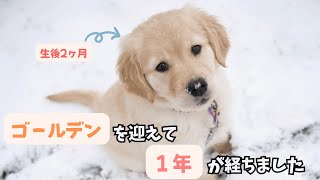 【振り返り】迎え入れて1年経ちました！