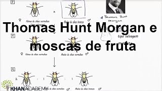 Thomas Hunt Morgan e moscas de fruta | Biologia | Khan Academy