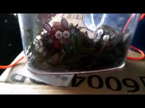 How to talk to your petrocks