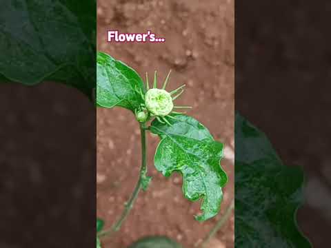 Flowers // sahithi somaraj