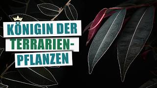 Marcgravia sp. 'El Coca' - Die coolste Kletterpflanze für Terrarien | Pflanzen-Portrait