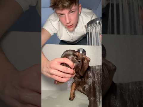 Peppi needs to BATHE