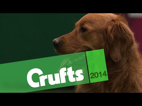 Gundog Display | Castlemans Gundogs | Philippa Williams | Crufts 2014
