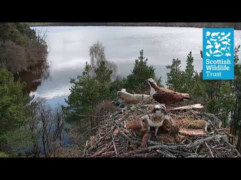 LM12 Loses His Fish- Loch of the Lowes osprey webcam (2021)