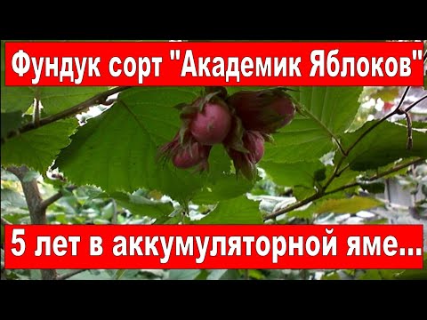 Фундук "Академик Яблоков" в аккумуляторной яме... Спустя 5 лет!