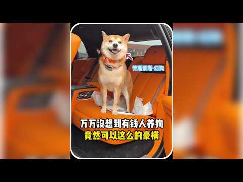 揭秘有錢人的養狗日常，頂級奢華與寵溺程度超乎你的想像！ #邊牧 #寵物日常 #豪門養狗 #狗狗的快樂生活