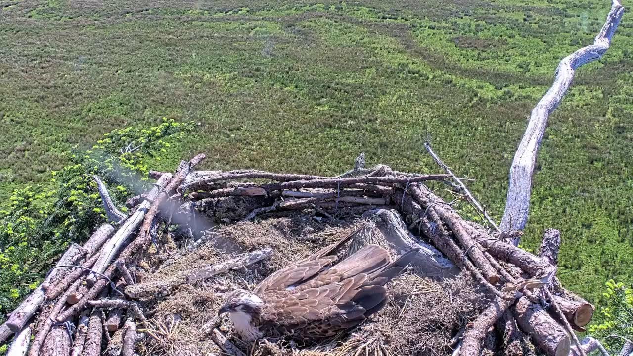 Bywyd Gwyllt Glaslyn Wildlife - Ffrwd Byw / Live Stream