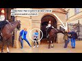King's Horse, the Famous Ormonde, Is Back; Strikes Tourist Who Runs Away from Horse Guards in London