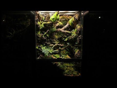 Create and gift the ultimate home for your beloved reptile | GTP snake  VIVARIUM | 나의 뱀을 위한 최고의 집 선물