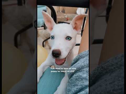 The puppy stage of Yuki was brutal he was a land shark🦈#dogshorts #puppy #pup #puppies #pets #funny