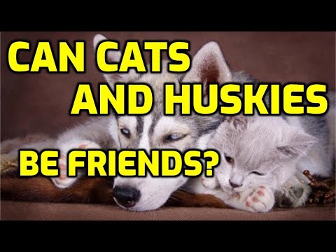 Do Cats Get Along With Huskies?
