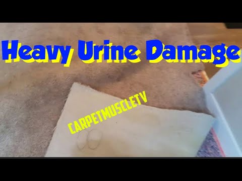 YouTube video about: How to clean carpet pad without removing carpet?