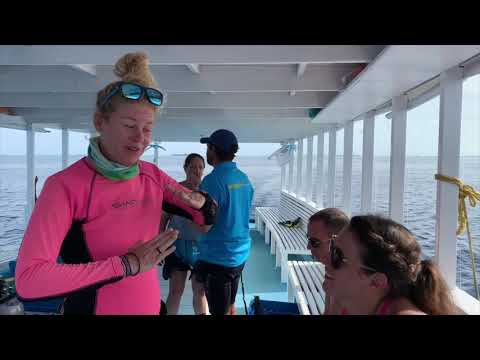 Videos del Boutique Beach Diving 4★ en Dhigurah, MaldivasVer MásVerPrecios8CerrarConsulta por Whatsapp 🇦🇷BookingTripadvisorExpediaAgodaSkyscannerKayakHotelesTurismocity