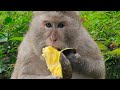 Best Short Story Of The Mommy Monkey Show Eating Mango 360P
