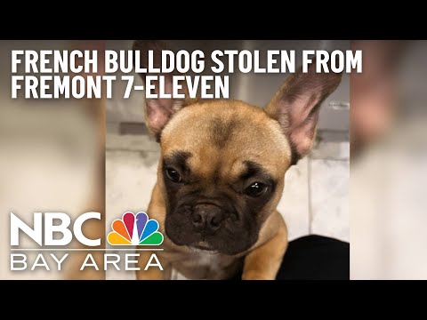 Family Offers $700 Reward for Return of Stolen Frenchie