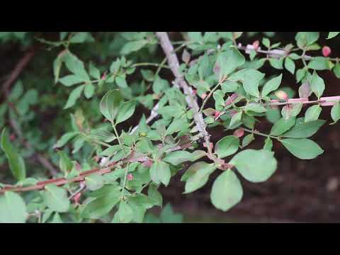 image-How do I identify a burning bush?