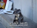 Грустная коала ест яблоко 