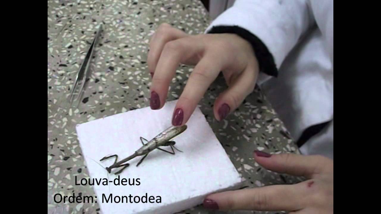 Montagem de Insetos.wmv