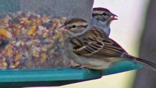Fred Eaglesmith - &quot;Betty Oshawa&quot;