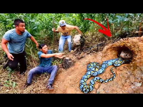 Brave Experts Catch 100 Giant Snakes By Hand