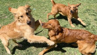 Golden Retriever Puppy REUNITED With Her Siblings