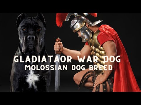 The Molossian Mastiff War Dog 🐕 The Roman Empire’s Loyal Guardain..