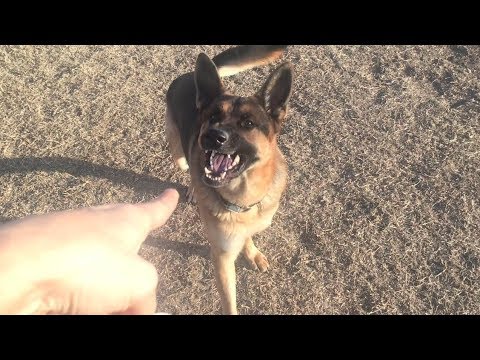 An example of how great German Shepherds are at determining what is and isn't a threat.