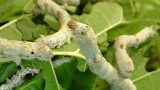 Bombyx mori - The Mulberry Silkworm - Day 25
