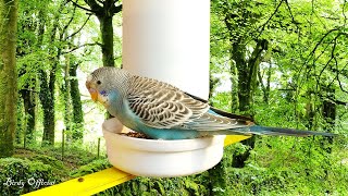 DIY Budgies Bird Feeder Made From Plastic Bottle - Plastic Bottle Craft Idea