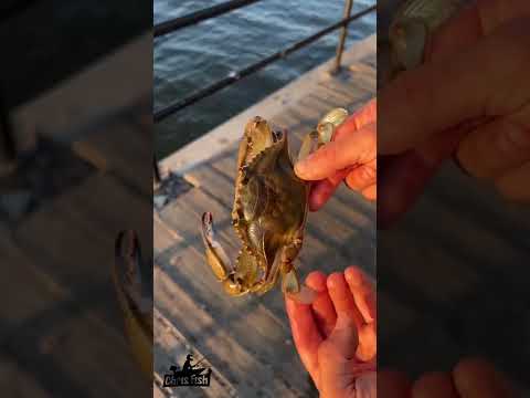 How to NOT get Pinched by a Crab