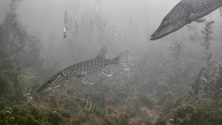 INSANE Underwater Footage! Ice Fishing NORTHERN PIKE with 5 of DIAMONDS!