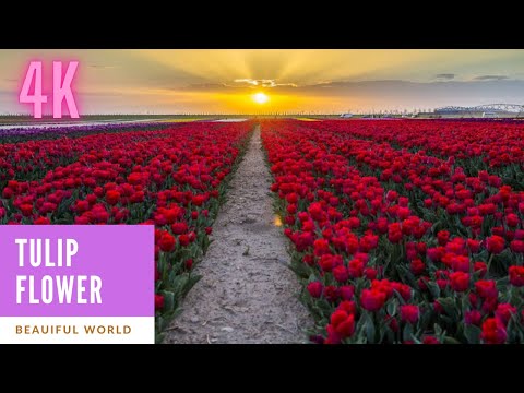 tulip flowers video in ultra hd 8k. beautiful world