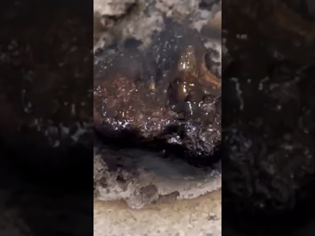 هندي ناجلاند