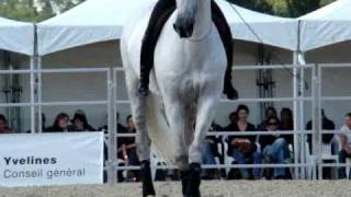 Tutcho bridleless by Magda 1/2 - La Cense 2010