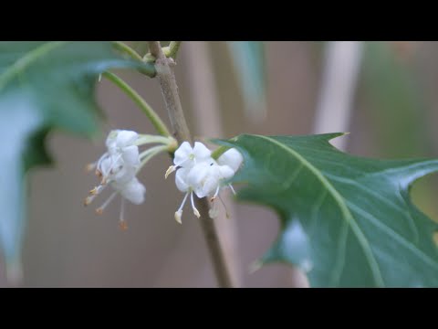 ヒイラギ「コンベクサ」 植物