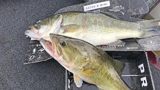 Big Bass In Box Eat Black Worm Mtb Pro Box Slam Challenge Big Bass In Box Eat Black Worm Mtb Pro Box Slam Challenge