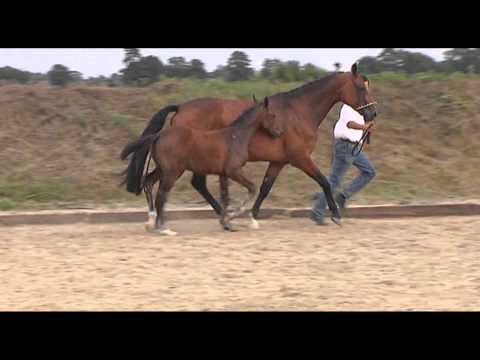 65. Everton (Diarado x Caretino)