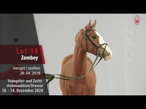 Youngster- und Zuchtstutenauktion/Dressur Lot 30 Zombey Hengst v. Zoom -  Belissimo M