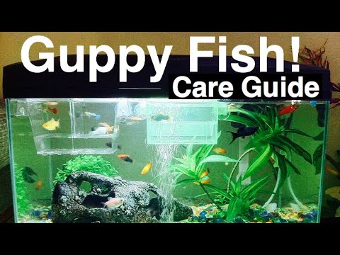 Aquarium guppies - guppy fish care for beginners