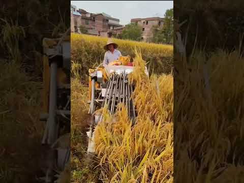, title : 'Rice Harvester And Thresher 2 In 1 #satisfying #short'