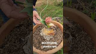 A BOOPHANE e suas folhas disticas