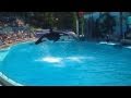 KILLER WHALE AND DOLPHIN SHOW 