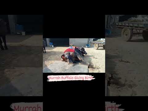 Murrah Buffalo Giving Birth #murrah #dairyfarm #beautiful #viral