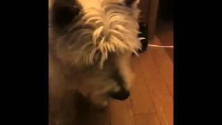 Kizzy broke the bug!