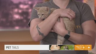 Pet Tails: Meet Hickory