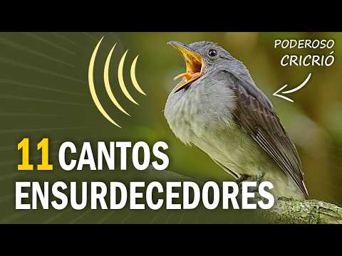 11 BIRDS with DEAFENING SONG!