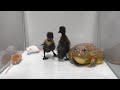Giant African Bullfrog Warning Live Feeding