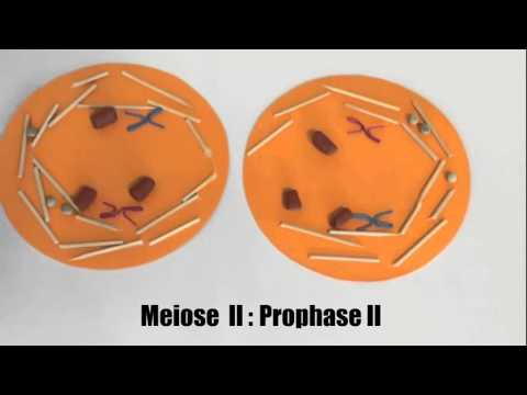 Biologie Vortrag:Meiose #2
