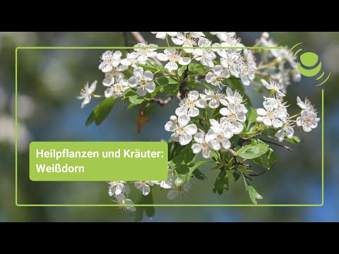 Hawthorn – Everything you should know about its effects.